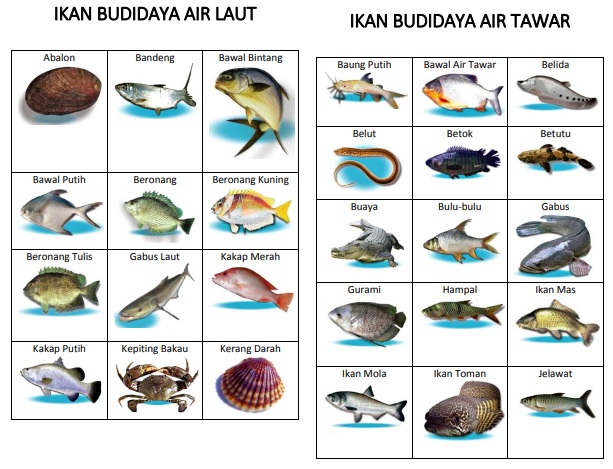 ikan.jpg